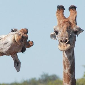 photobomb by giraffe